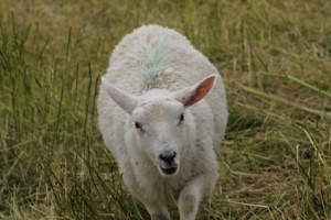 IMG_5378