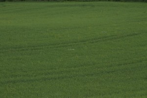 IMG_5391